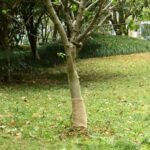 Jute Roll 0.25x100 m 100% Jute 200 gsm