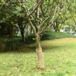 Jute Roll 0.5x5 m 100% Jute 200 gsm