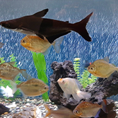 DSZ_PetCare_Categories_Level_3_Aquarium_Decor